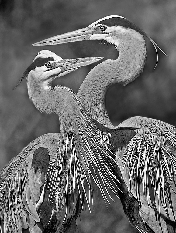 Lake Worth 2010 4259   Courtship of Great Blue Herons   P O'Malley
